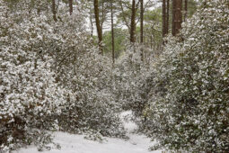 Tourisme, Paysage, Neige, Forêt, Buisson, Arbre, Pin
