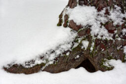 Tourisme, Paysage, Neige, Arbre, Pin