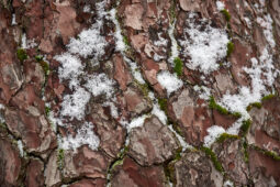 Tourisme, Paysage, Neige, Arbre, Ecorce, Pin