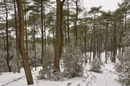 Tourisme, Paysage, Neige, Forêt, Arbre, Pin