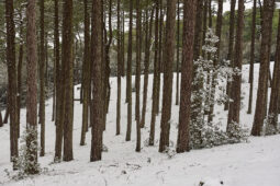 Tourisme, Paysage, Neige, Forêt, Arbre, Pin