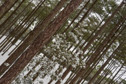 Tourisme, Paysage, Neige, Forêt, Arbre, Pin