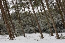 Tourisme, Paysage, Neige, Forêt, Arbre, Pin