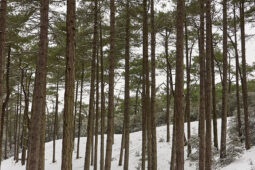 Tourisme, Paysage, Neige, Forêt, Arbre, Pin