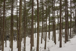 Tourisme, Paysage, Neige, Forêt, Arbre, Pin