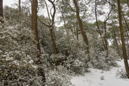 Tourisme, Paysage, Neige, Arbre, Pin, Arbuste, Forêt, Buisson