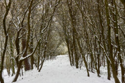 Tourisme, Paysage, Neige, Forêt, Arbre