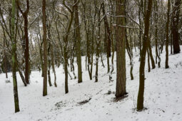Tourisme, Paysage, Neige, Forêt, Arbre