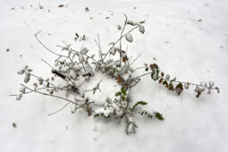 Tourisme, Paysage, Neige, Arbre, Arbuste