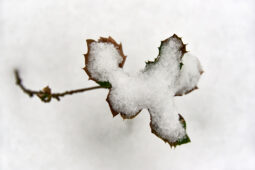 Tourisme, Paysage, Neige, Arbre, Chêne, Arbuste