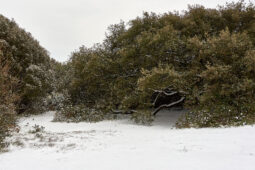 Tourisme, Paysage, Neige, Arbre, Chêne
