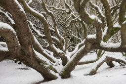 Tourisme, Paysage, Neige, Arbre, Chêne