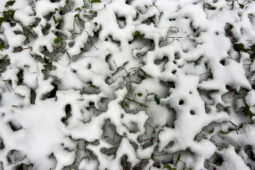 Tourisme, Paysage, Neige, Feuille
