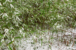 Tourisme, Paysage, Neige, Arbre, Bambou