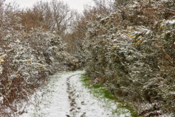 Tourisme, Paysage, Neige, Buisson