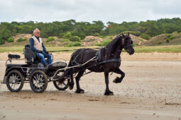 Sport, Equitation, Animal, Cheval