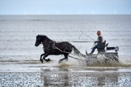 Animal, Cheval, Sport, Equitation