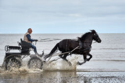 Animal, Cheval, Sport, Equitation