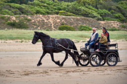 Animal, Cheval, Sport, Equitation
