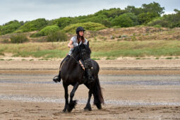 Animal, Cheval, Sport, Equitation