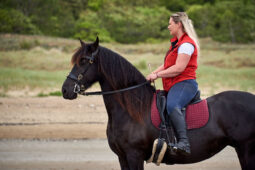 Animal, Cheval, Sport, Equitation