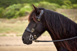 Animal, Cheval, Sport, Equitation