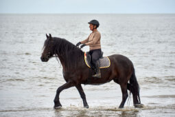 Animal, Cheval, Sport, Equitation