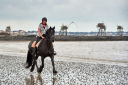 Animal, Cheval, Sport, Equitation