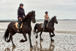 Animal, Cheval, Sport, Equitation