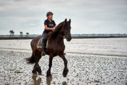 Animal, Cheval, Sport, Equitation