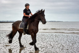 Animal, Cheval, Sport, Equitation