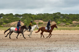 Animal, Cheval, Sport, Equitation