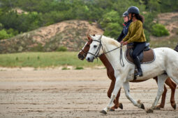 Animal, Cheval, Sport, Equitation