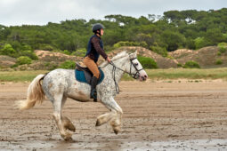 Animal, Cheval, Sport, Equitation