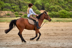 Animal, Cheval, Sport, Equitation
