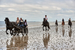 Animal, Cheval, Sport, Equitation