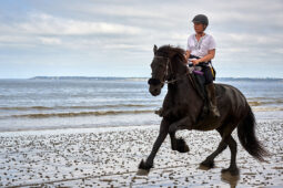 Animal, Cheval, Sport, Equitation