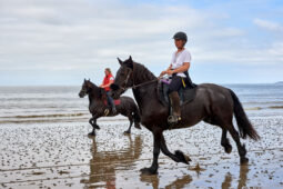 Animal, Cheval, Sport, Equitation