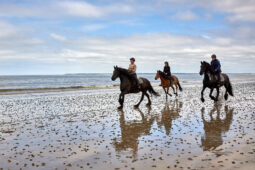 Animal, Cheval, Sport, Equitation