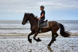Animal, Cheval, Sport, Equitation
