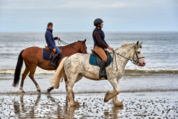 Animal, Cheval, Sport, Equitation