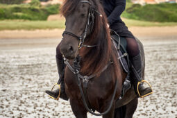 Animal, Cheval, Sport, Equitation