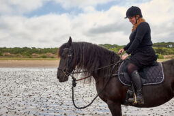 Animal, Cheval, Sport, Equitation