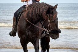 Animal, Cheval, Sport, Equitation