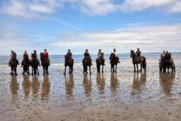 Animal, Cheval, Sport, Equitation