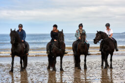 Animal, Cheval, Sport, Equitation
