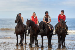 Animal, Cheval, Sport, Equitation