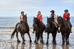 Animal, Cheval, Sport, Equitation