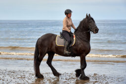 Animal, Cheval, Sport, Equitation