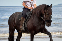 Animal, Cheval, Sport, Equitation